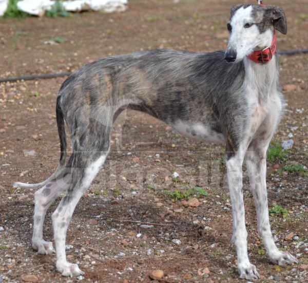 son buenas las zanahorias para un galgo polaco